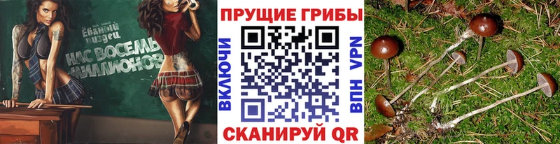 закладка Темрюк Галлюциногенные грибы мицелий